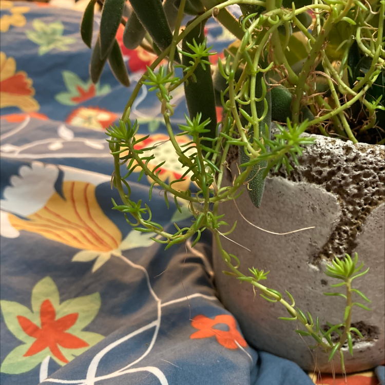 Healthy Moss Rose Purselane succulent with vibrant red and yellow flowers in bloom, planted in a small pot with visible soil.