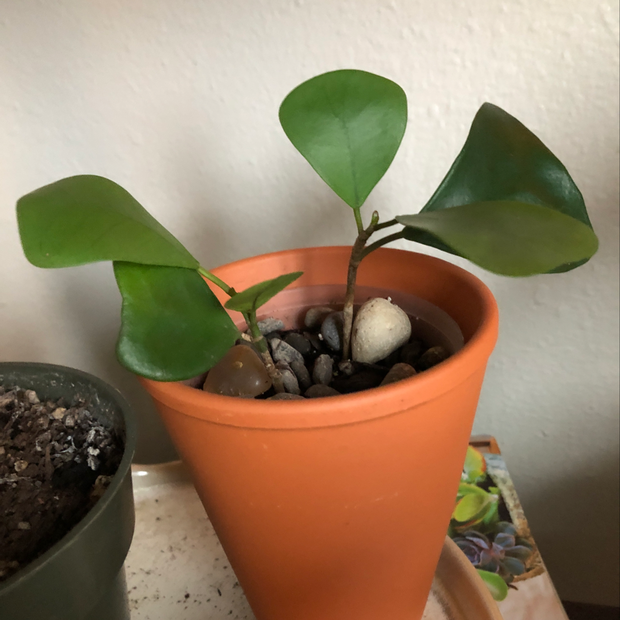 Young Weeping Fig plant in terracotta pot, glossy green leaves with slight yellowing on one leaf, well-draining soil visible