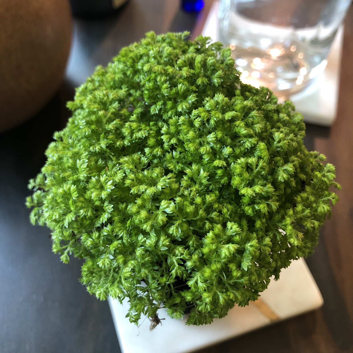 Hand holding a healthy, vibrant green Selaginella kraussiana or club moss plant in a small white pot.