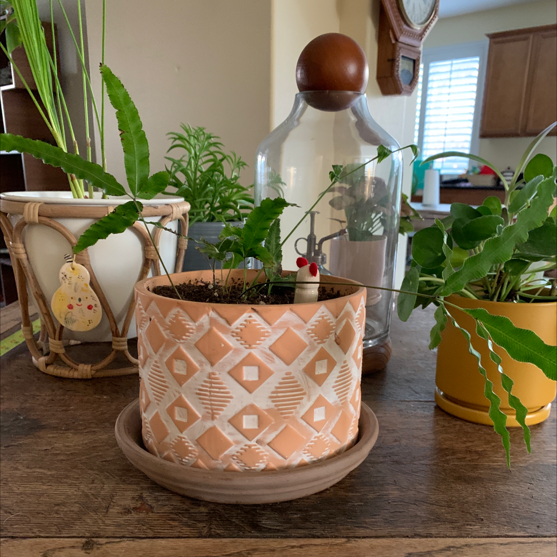 Potted Cretan Brake plant on a wooden surface with other plants and decorative items in the background.