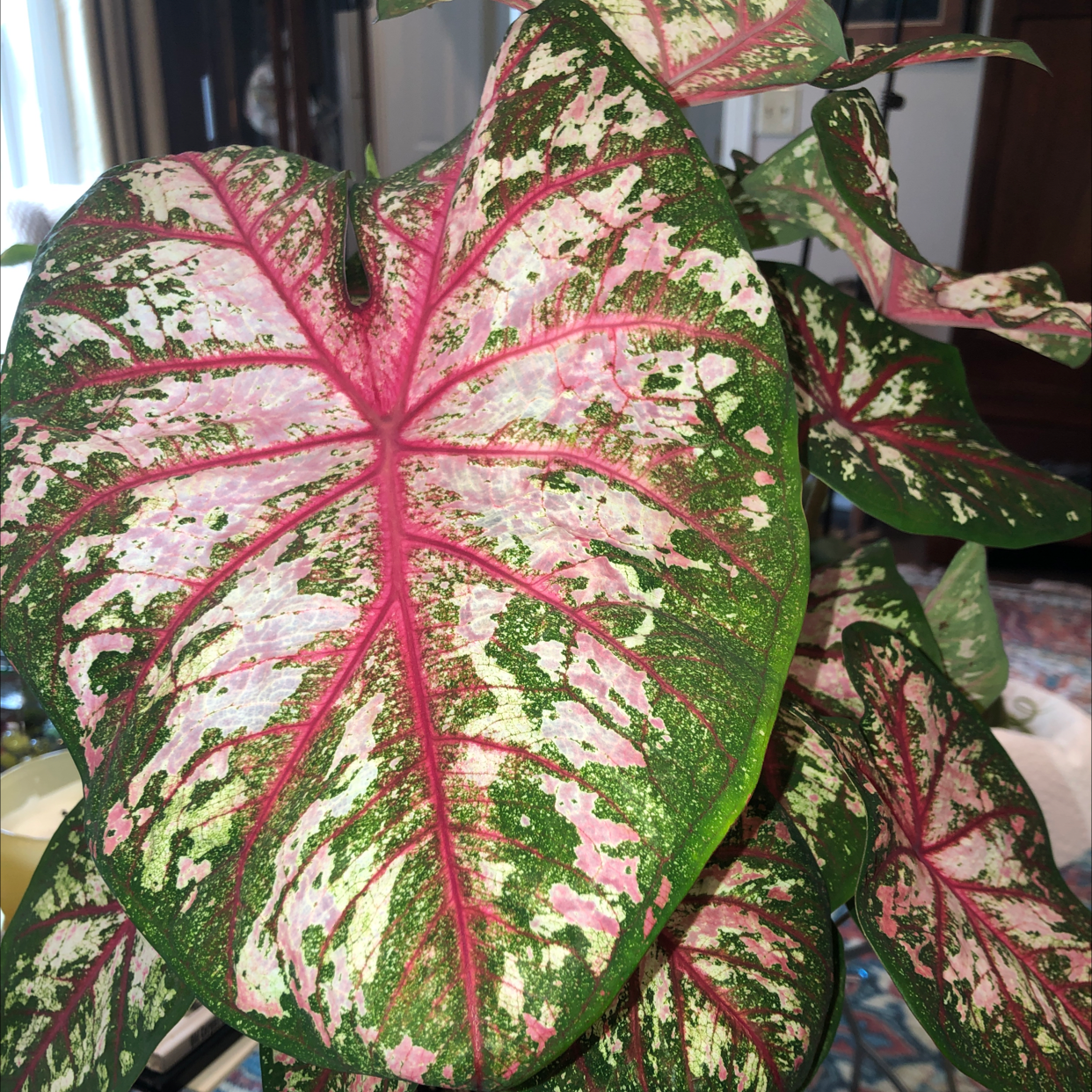 Photo of the plant species Fiesta Caladium by @emmabell840 named Tbd on Greg, the plant care app
