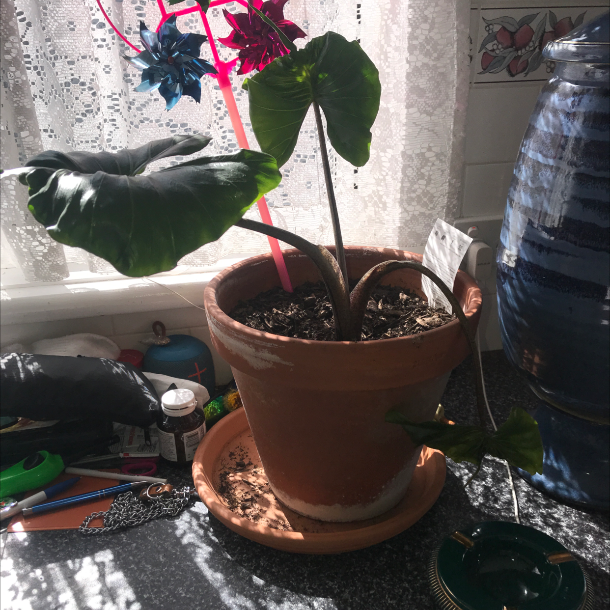 Potted Stingray Elephant Ear plant in a well-lit indoor setting with mostly green leaves.