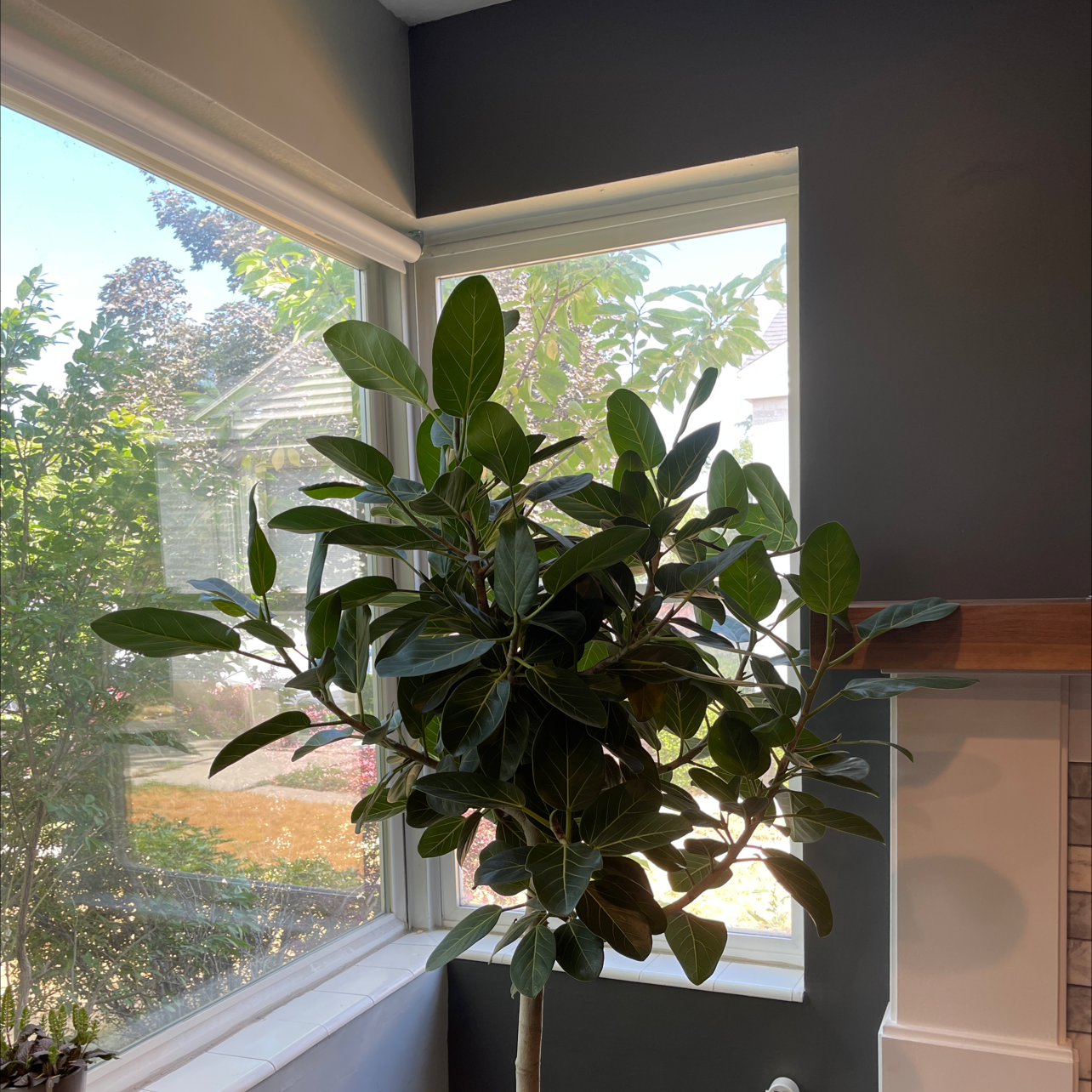 Healthy Audrey Ficus plant indoors near a window with lush green leaves.