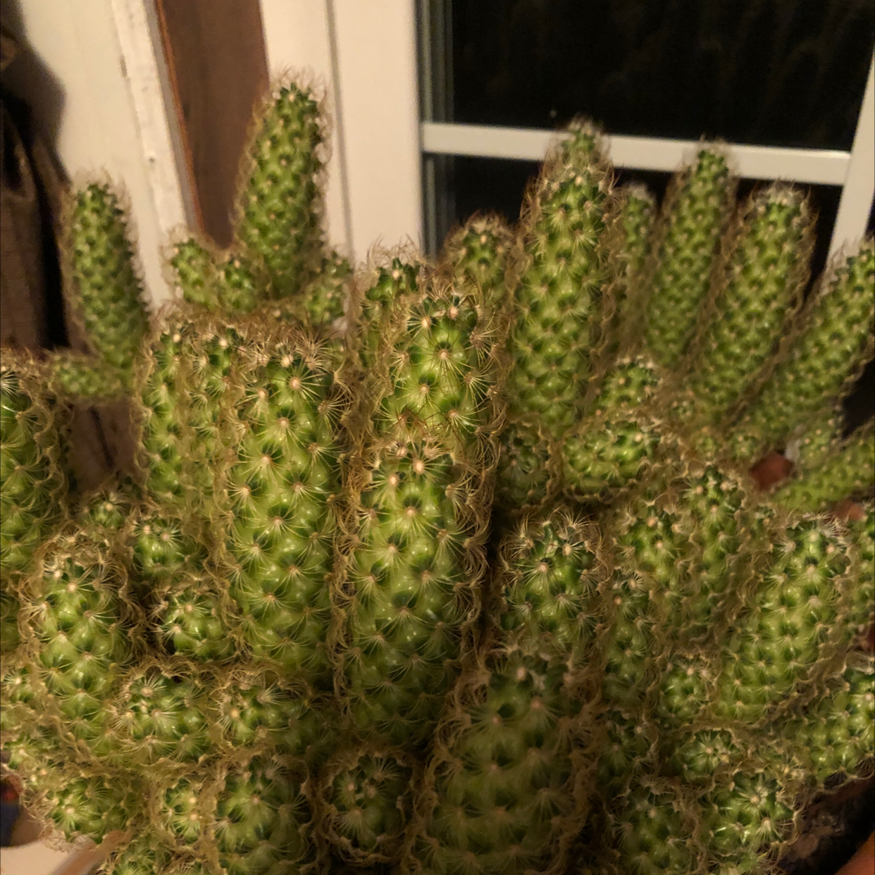 Mammillaria Elongata plant photo by Brenda named Your plant on Greg, the plant care app.