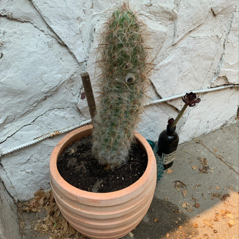 Photo of the plant species Heinrich's Cactus by Mathew named Old Man on Greg, the plant care app