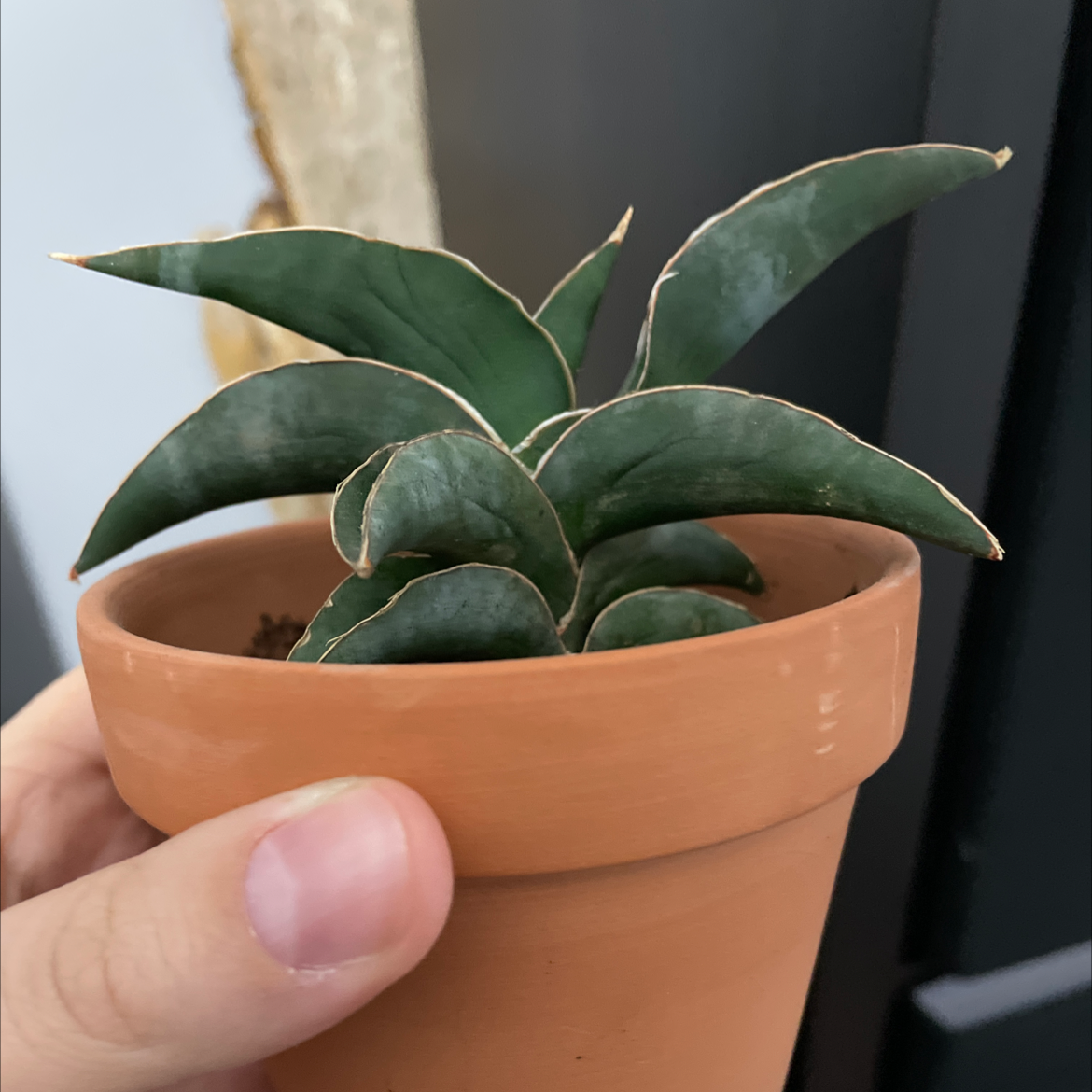 Blue Sansevieria plant in a terracotta pot held by a hand. Dark green leaves with light edges.