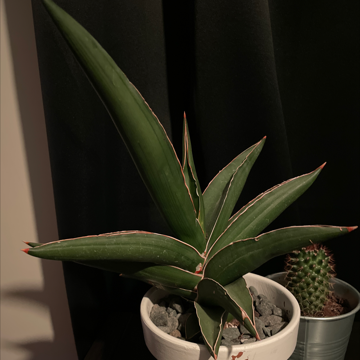 Blue Sansevieria plant in a white pot with rocky soil, with a cactus in the background.
