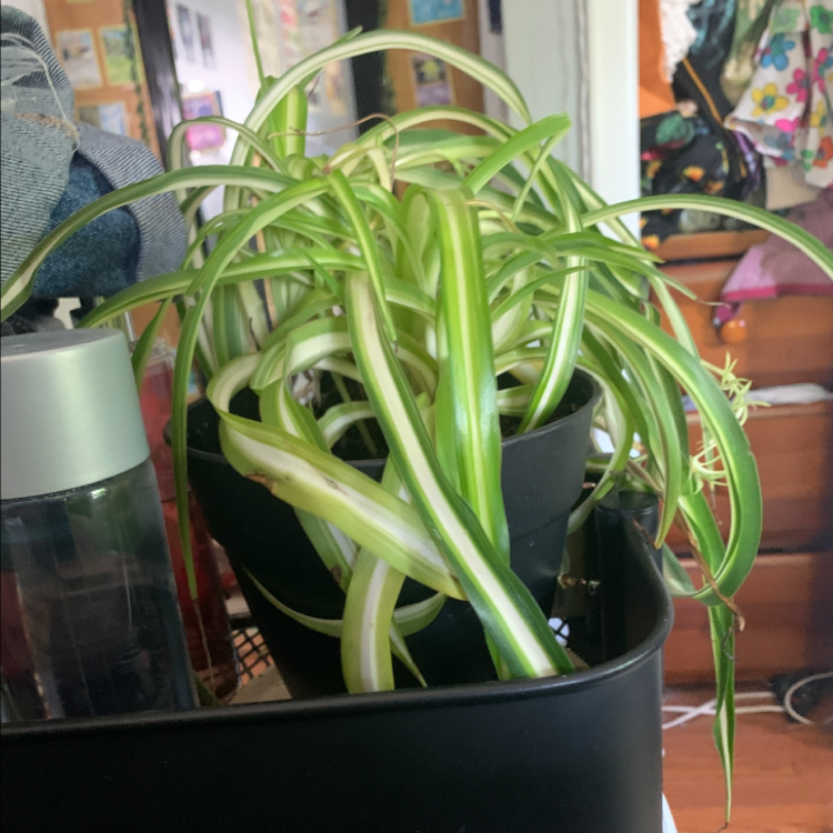 Spider Plant plant photo by @darkgreenthumb named Quincy on Greg, the plant care app.