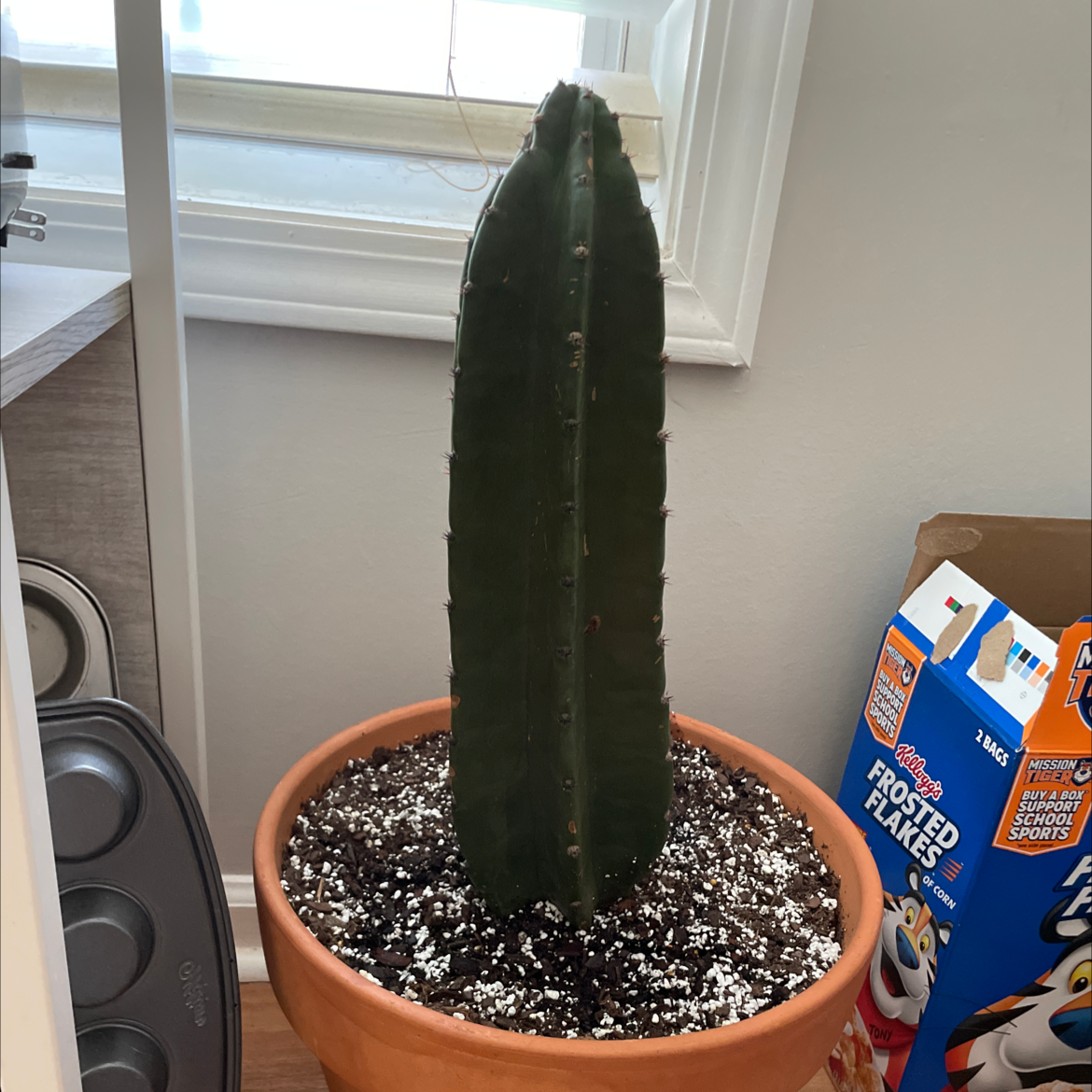 Hedge Cactus in a terracotta pot with visible soil, placed indoors near a window.