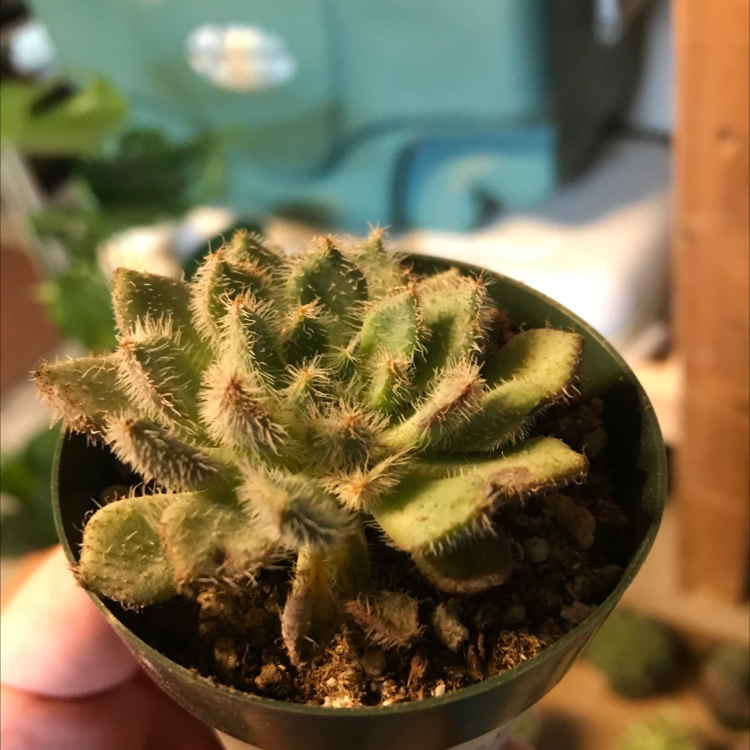 Photo of the plant species Firecracker Plant by Chris named Your plant on Greg, the plant care app