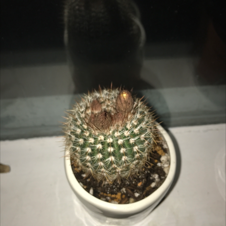 Photo of the plant species Parodia herteri by Chris named Bob on Greg, the plant care app