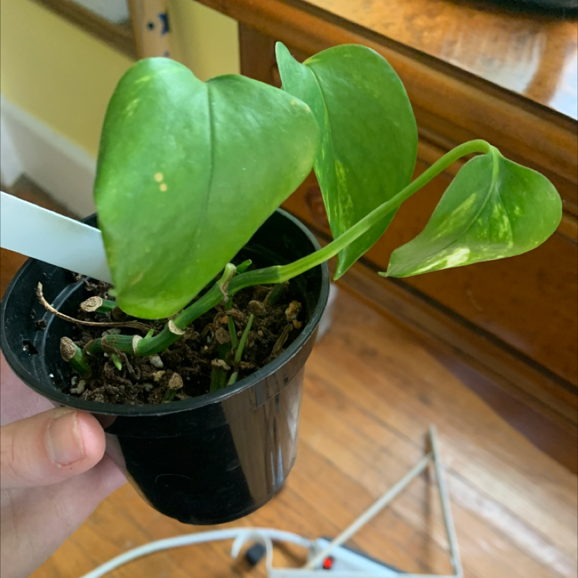 Taro Vine plant photo by @Torisplants named Georgio on Greg, the plant care app.