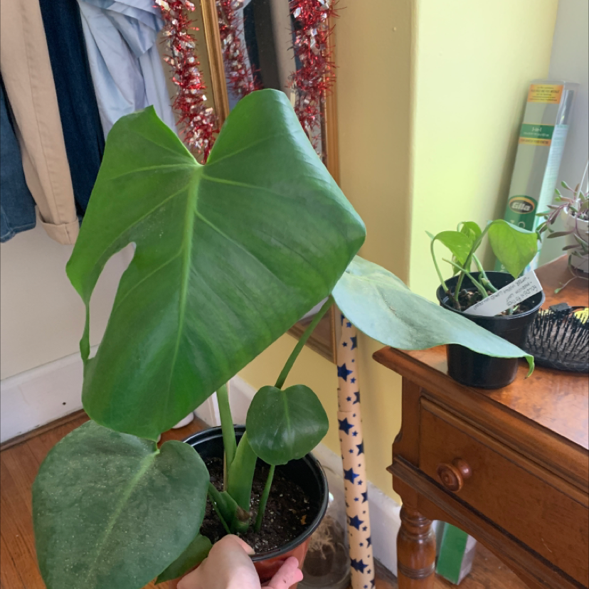 Monstera plant photo by @Torisplants named The beast on Greg, the plant care app.