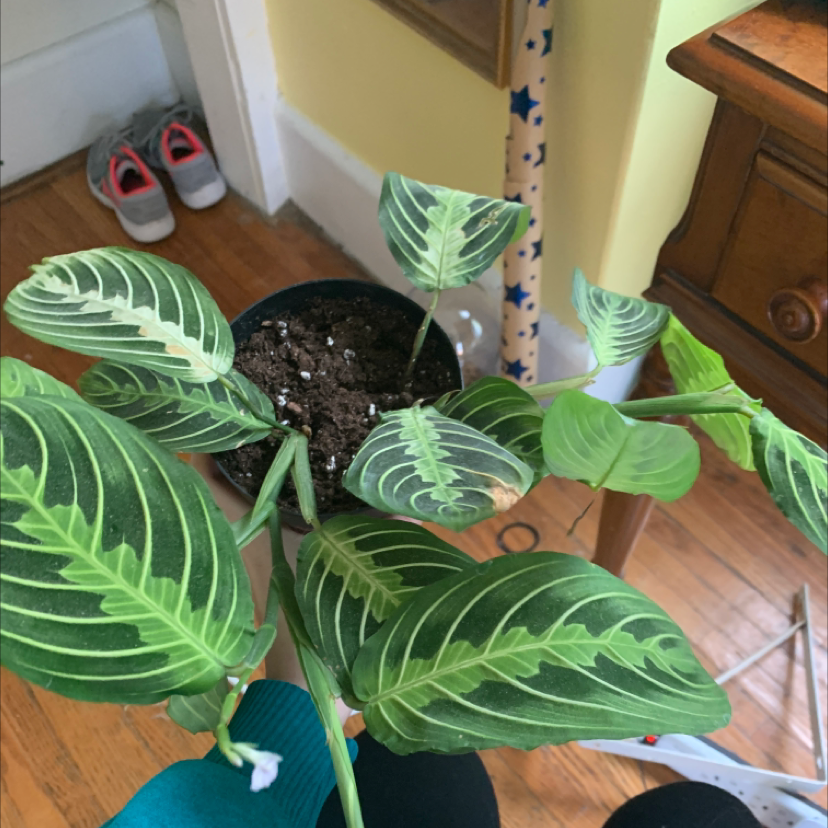 Green Prayer Plant plant photo by @Torisplants named Susan on Greg, the plant care app.