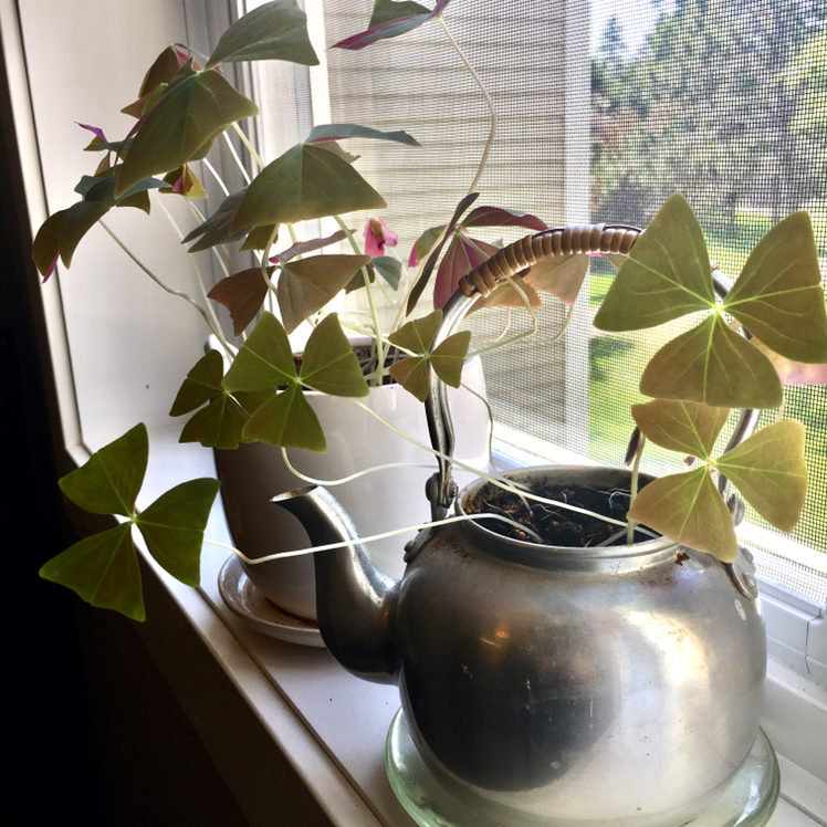 Common Yellow Woodsorrel plant with clover-like leaves in a teapot and pot on a windowsill.