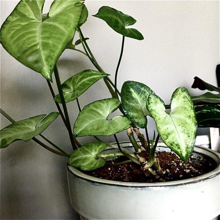 Red Heart plant photo by @elm named Jack on Greg, the plant care app.
