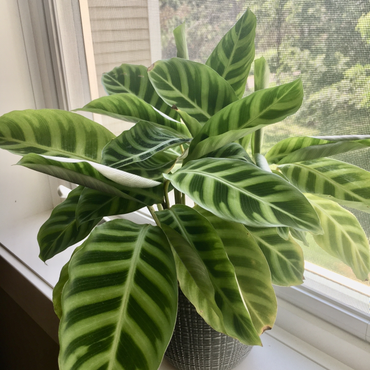 Photo of the plant species Zebra Calathea by @elm named Gerard on Greg, the plant care app