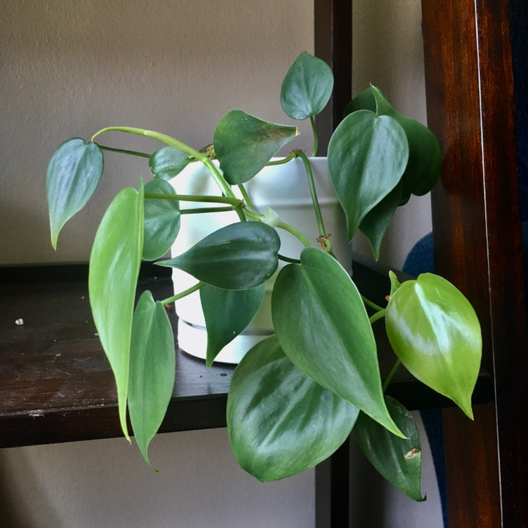 Philodendron Scandens plant photo by @elm named Gregory Jr. on Greg, the plant care app.