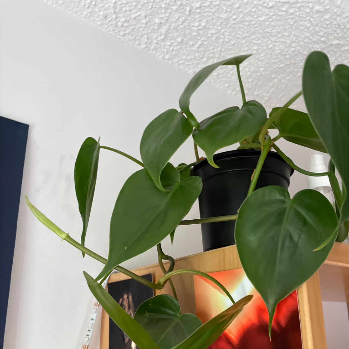 Philodendron Scandens plant photo by @kitapizza named Amore on Greg, the plant care app.
