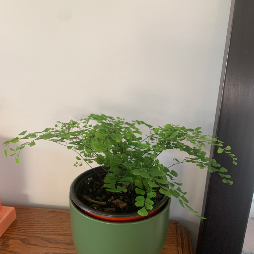 Photo of the plant species Pacific Maidenhair Fern by @hollyyhance named ella on Greg, the plant care app