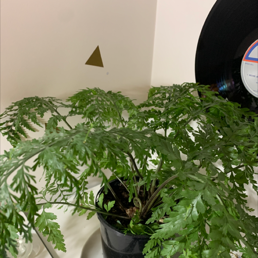 Photo of the plant species Hen and Chicken Fern by @hollyyhance named talia on Greg, the plant care app