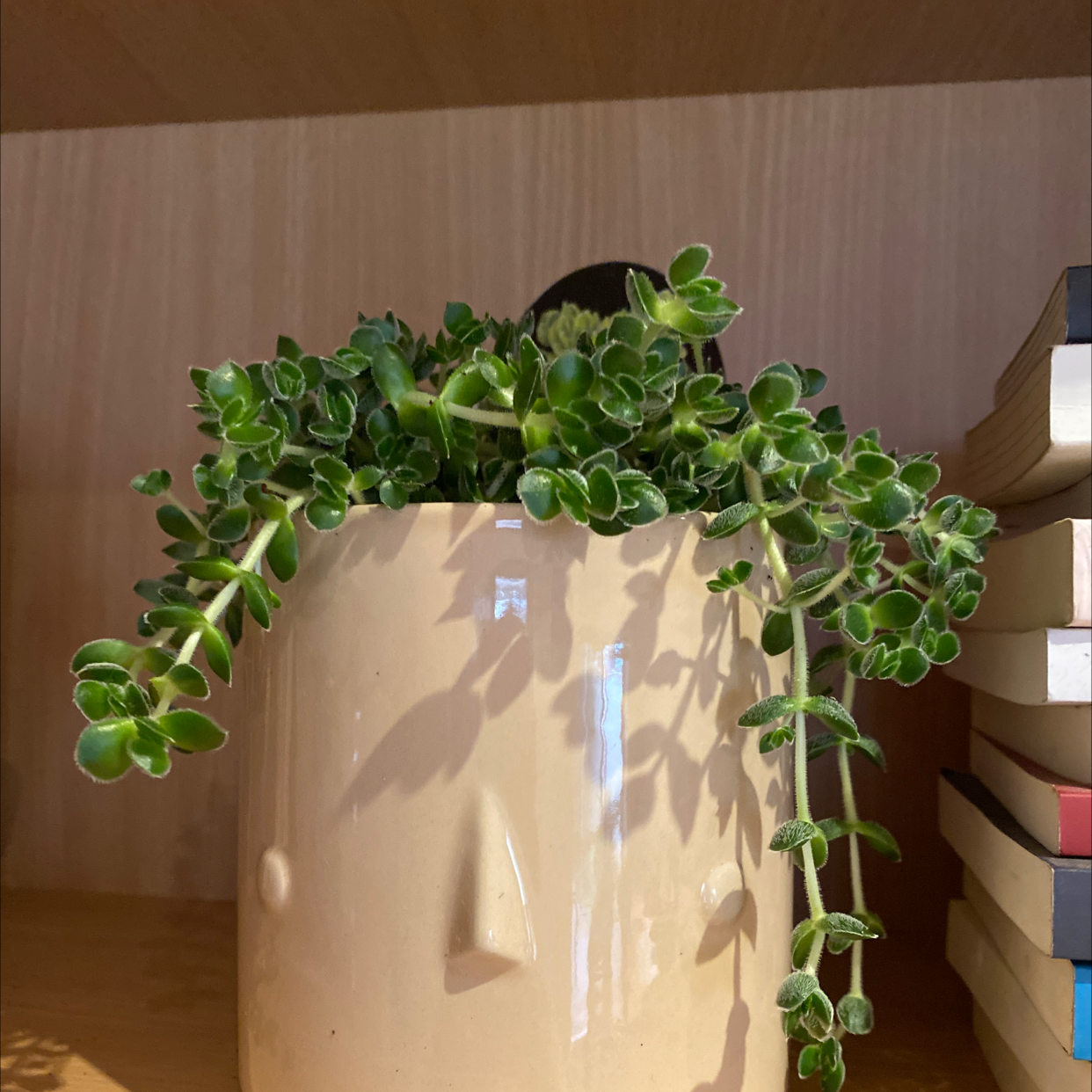 Photo of the plant species Crassula 'David' by Maddison named David on Greg, the plant care app