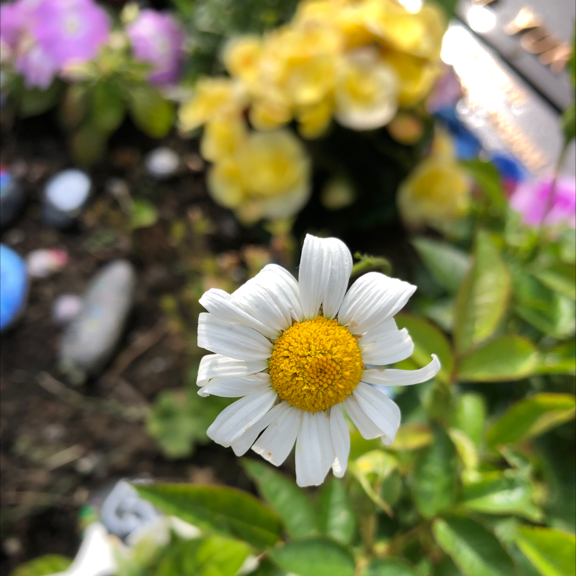 Ox-Eye Daisy with a yellow center and white petals, surrounded by other plants and flowers.