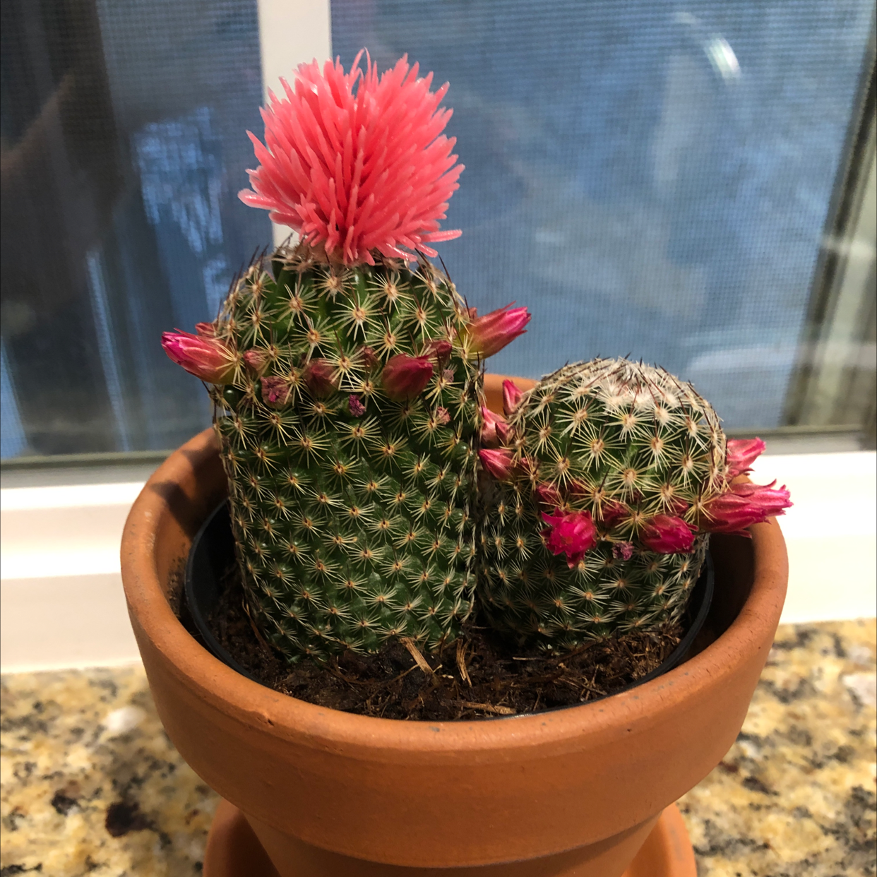 Two Arizona Rainbow Cacti in a terracotta pot, with pink flowers and buds.