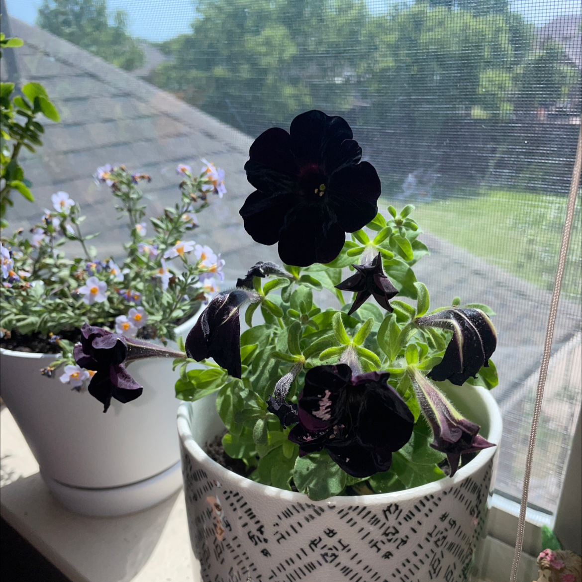 Why Are There Brown Spots on My Night Sky Petunia Leaves? ⭐️