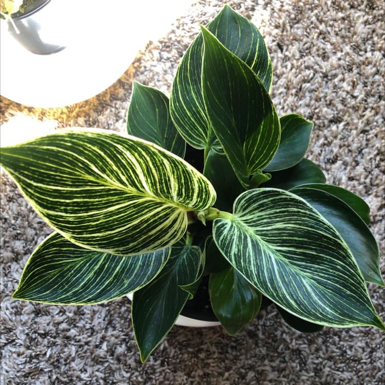 Photo of the plant species Philodendron 'White Measure' by Payton named Nymeria on Greg, the plant care app