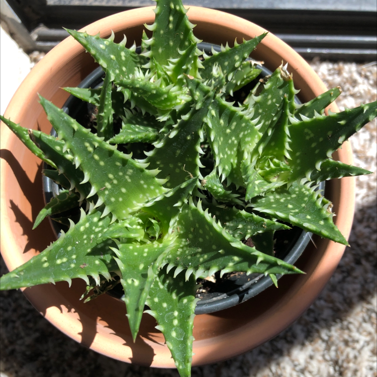 Photo of the plant species Tiger Tooth Aloe by Payton named Your plant on Greg, the plant care app