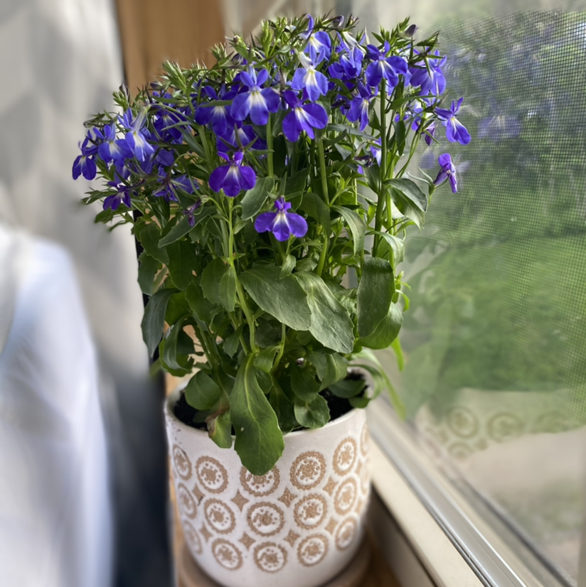 Potted Edging Lobelia with vibrant purple flowers, healthy green leaves.