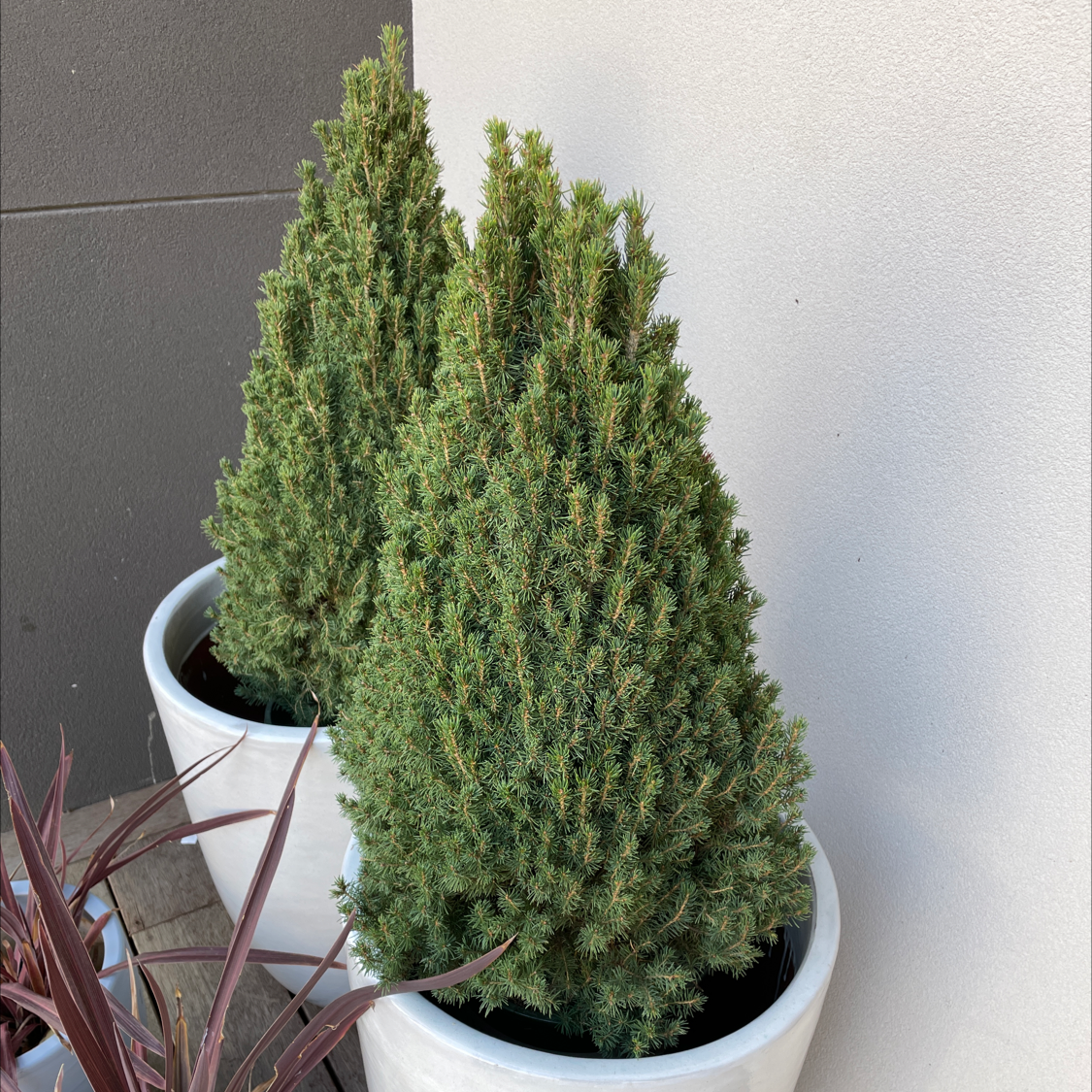 Two healthy Blue Star Juniper plants in white pots with dense green foliage.
