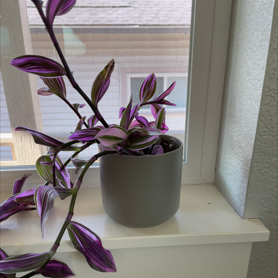 Potted Pink Stripe Spiderwort on a windowsill with vibrant pink and green striped leaves.