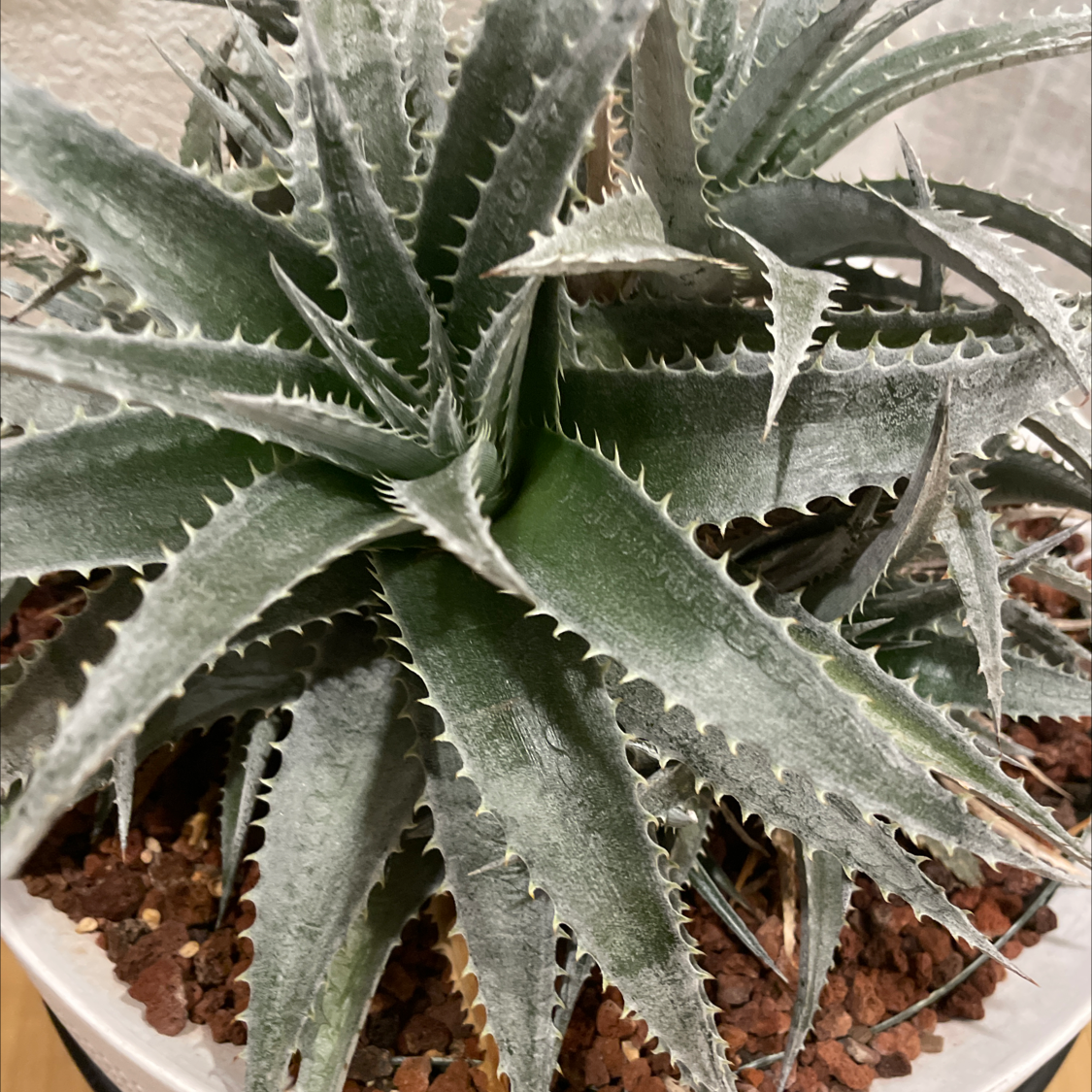 Thorn-Crested Century Plant with sharp, serrated leaves in a pot with visible soil.