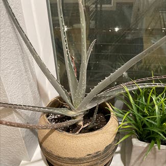 Aloe vera plant in Denver, Colorado