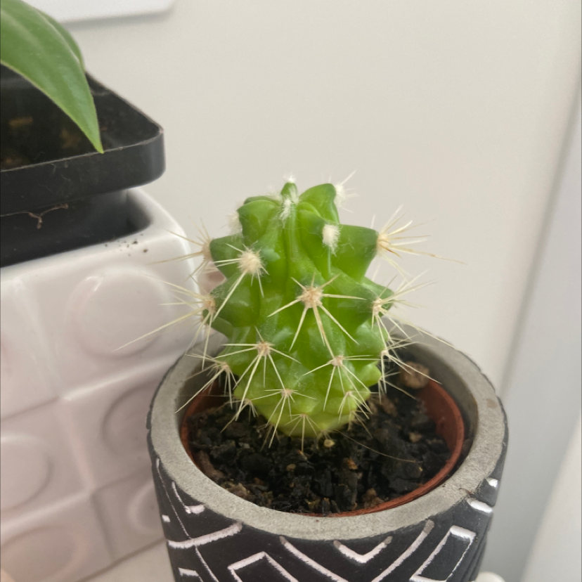 A healthy Easter Lily Cactus in a decorative pot with visible soil.