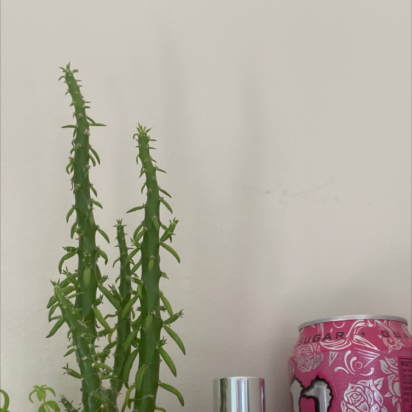 Photo of the plant species Dog Tail Cactus by @Sophiamariaconnel1 named River on Greg, the plant care app