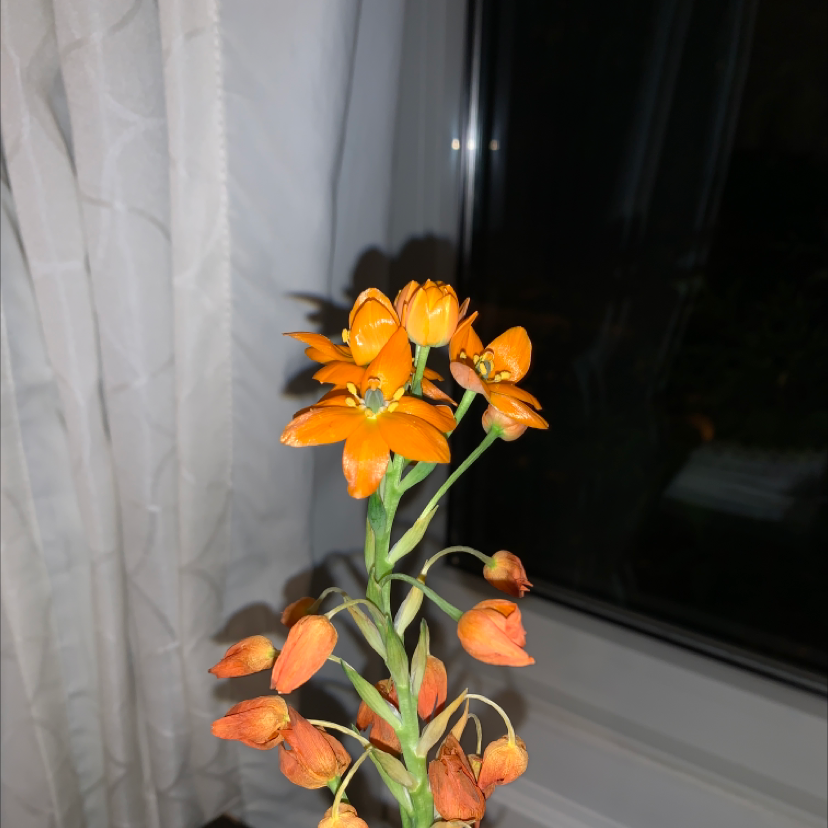 Photo of the plant species Orange Sun Star by @Plant_daddy69 named Eiko on Greg, the plant care app