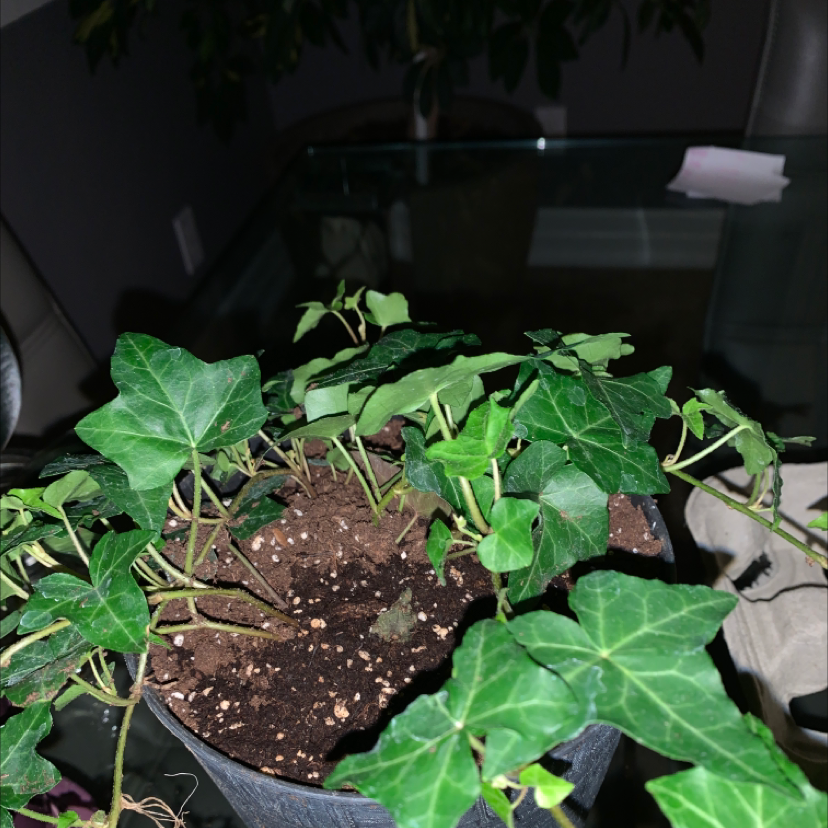 English Ivy plant photo by @Plant_daddy69 named Pax on Greg, the plant care app.