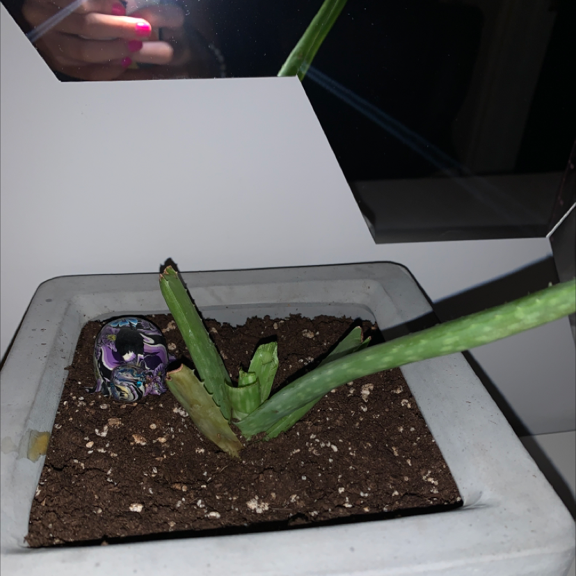 Aloe vera plant photo by @Plant_daddy69 named Gobi on Greg, the plant care app.