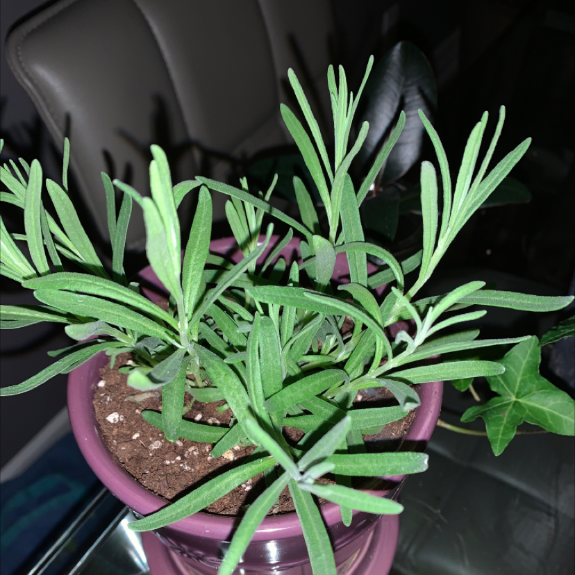 English Lavender plant photo by @Plant_daddy69 named Bob on Greg, the plant care app.