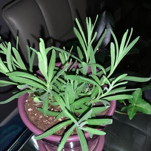Common Lavender plant photo by @Plant_daddy69 named Bob on Greg, the plant care app.