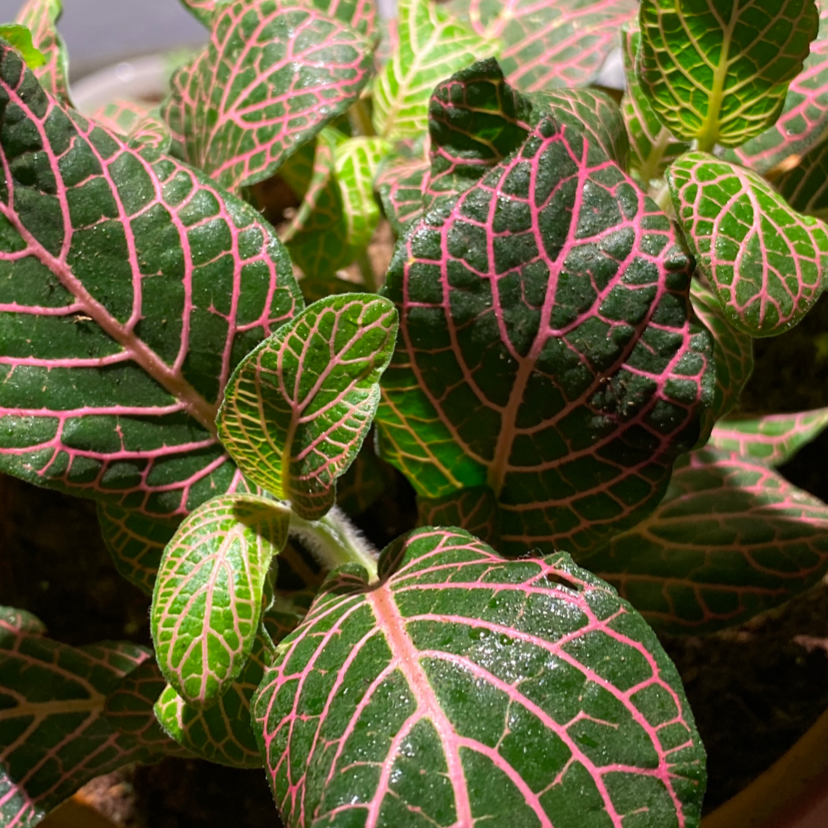 Nerve Plant plant photo by Alyssa named Your plant on Greg, the plant care app.
