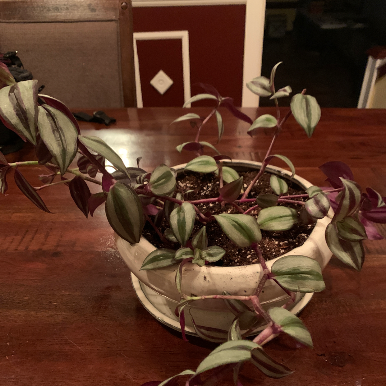 Spiderwort plant photo by @Vivanddezzfamliyofplants named Zozo on Greg, the plant care app.