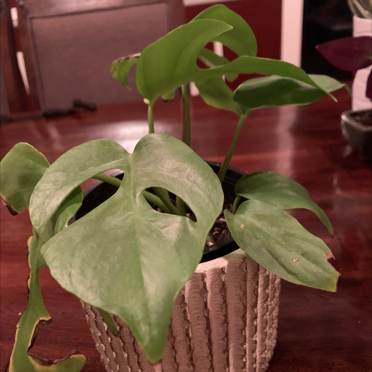 Monstera plant photo by @Vivanddezzfamliyofplants named Lenny on Greg, the plant care app.