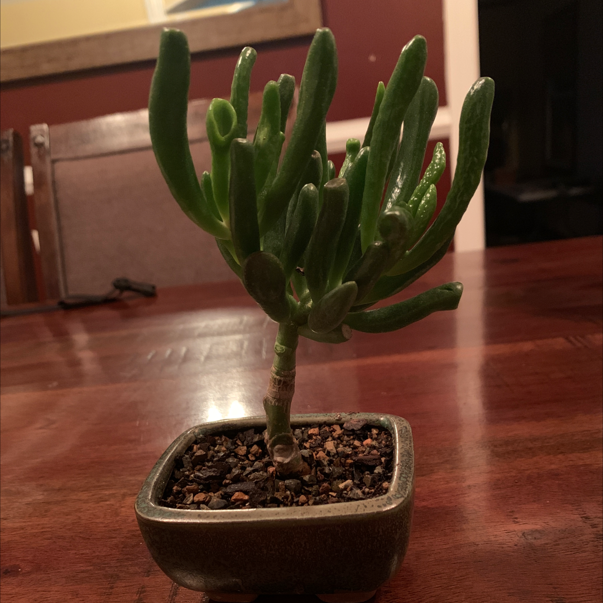 Lucky Plant plant photo by @Vivanddezzfamliyofplants named Bennee on Greg, the plant care app.