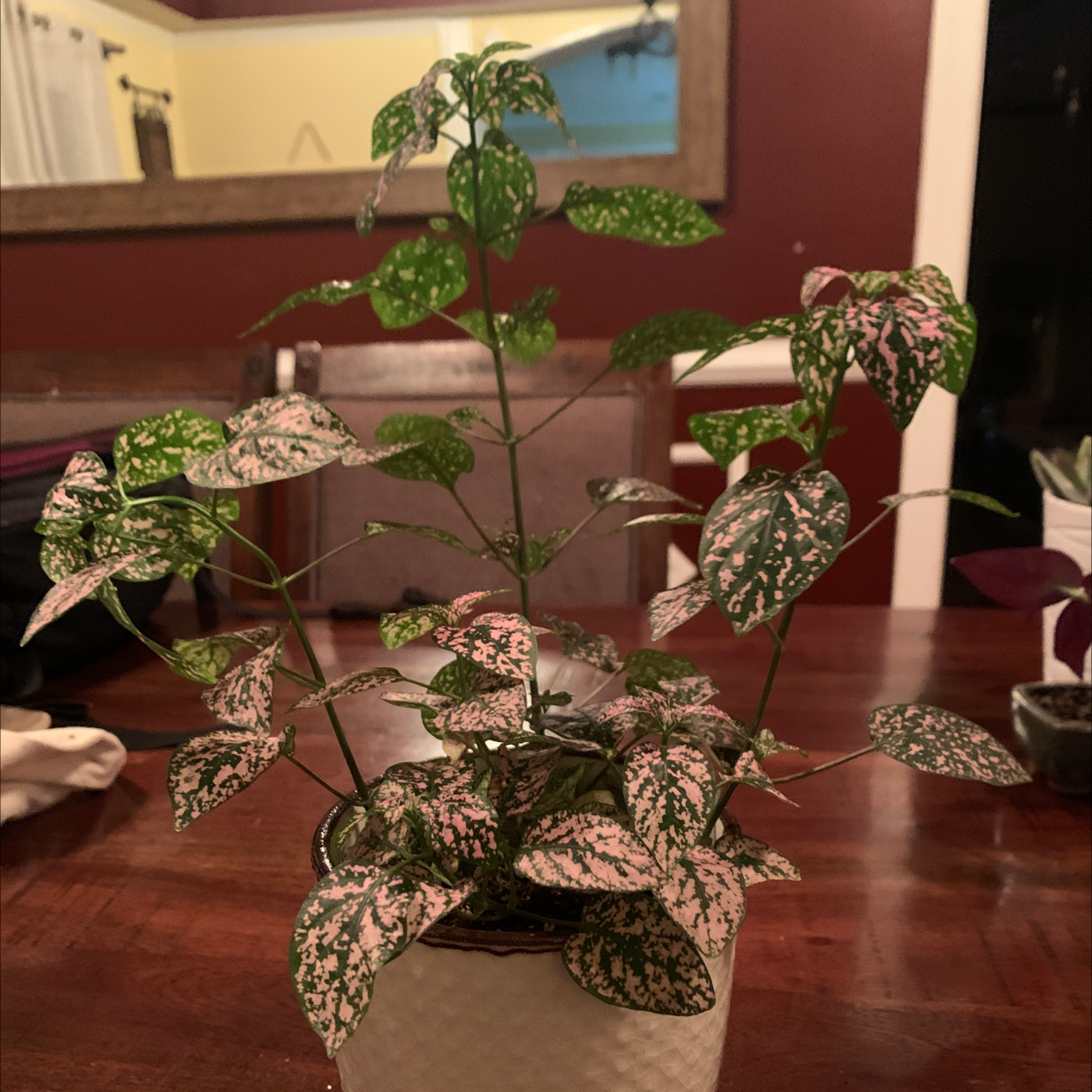 Polka Dot Plant plant photo by @Vivanddezzfamliyofplants named Pooka on Greg, the plant care app.