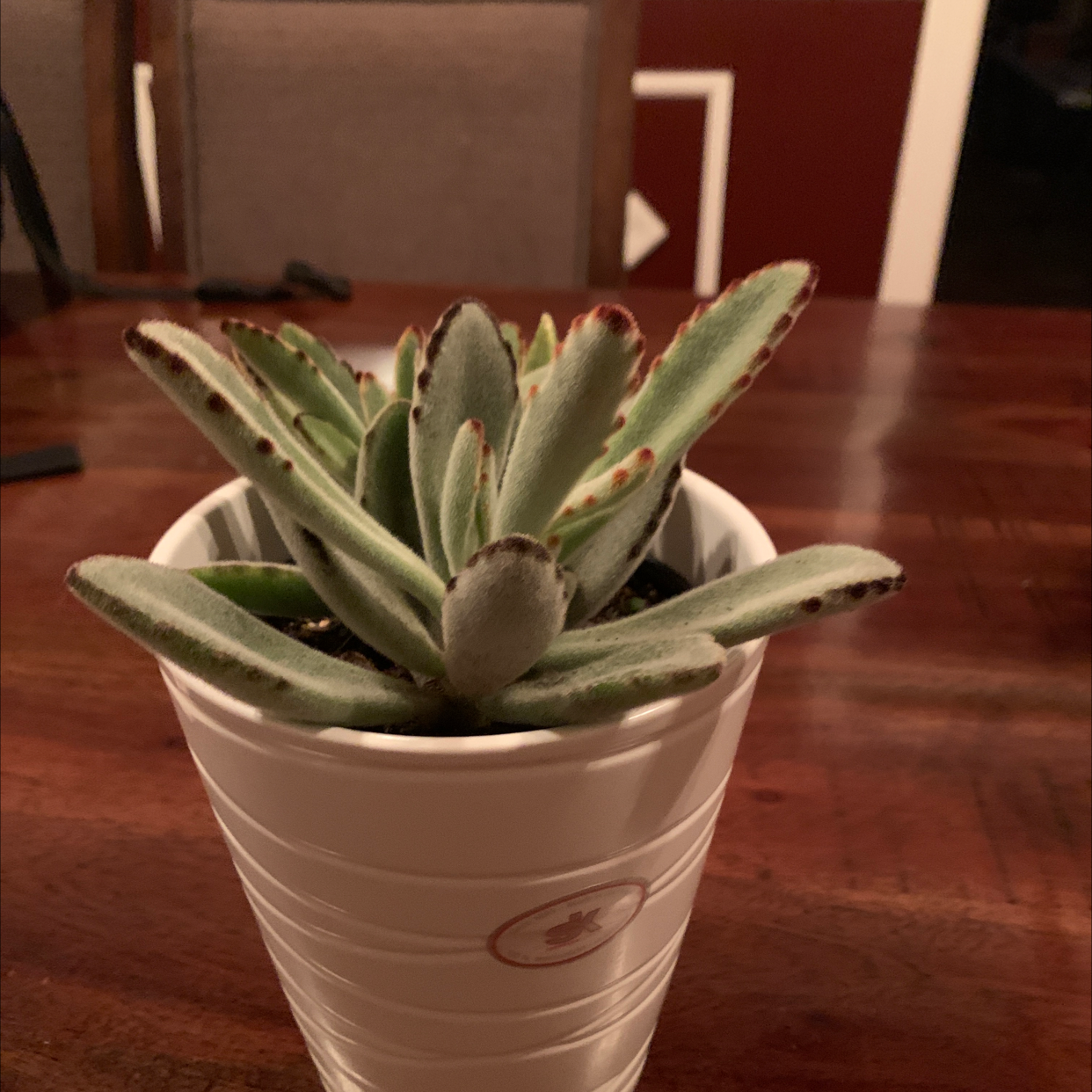 Panda Plant plant photo by @Vivanddezzfamliyofplants named Snooki on Greg, the plant care app.