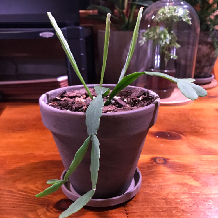 Photo of the plant species Rhipsalis agudoensis by Plant parent named Orwell on Greg, the plant care app